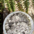 Hagi, Naturalny scrub do ciała cytrusowy z olejem konopnym i makadamia, 300g