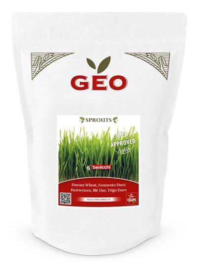 Pszenica durum - nasiona na kiełki GEO, certyfikowane, DUŻE OPAKOWANIE, 600g, Bavicchi (ZCR0609)